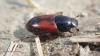 Biralus sp.